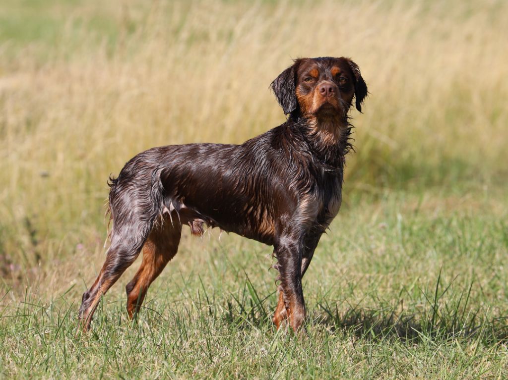 Simba De La Rivière Ouareau