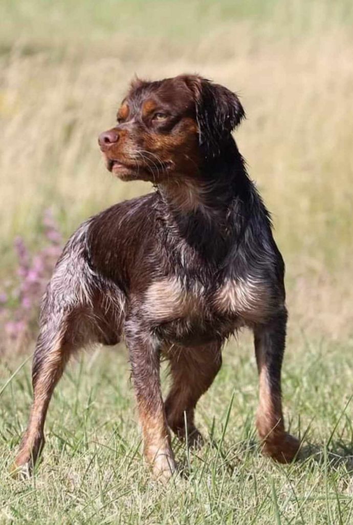 Simba De La Rivière Ouareau