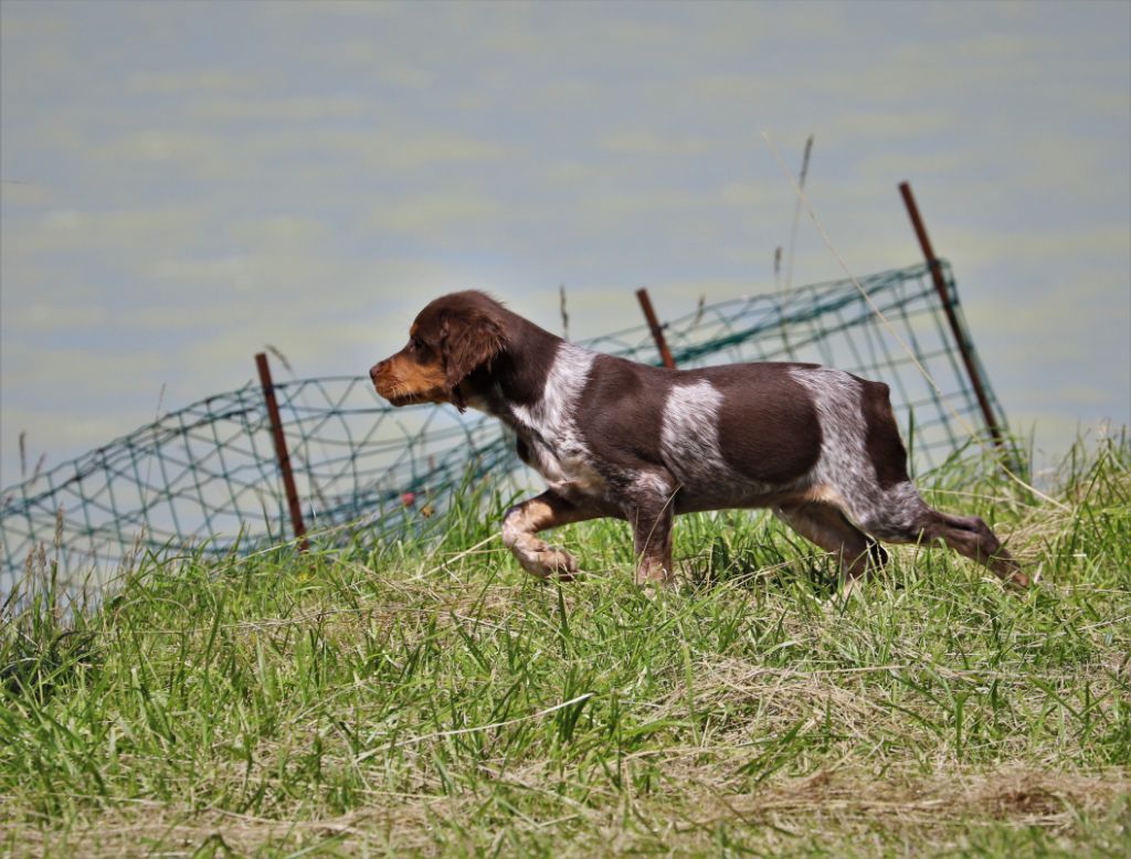 Simba De La Rivière Ouareau