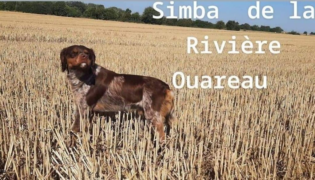 Simba De La Rivière Ouareau