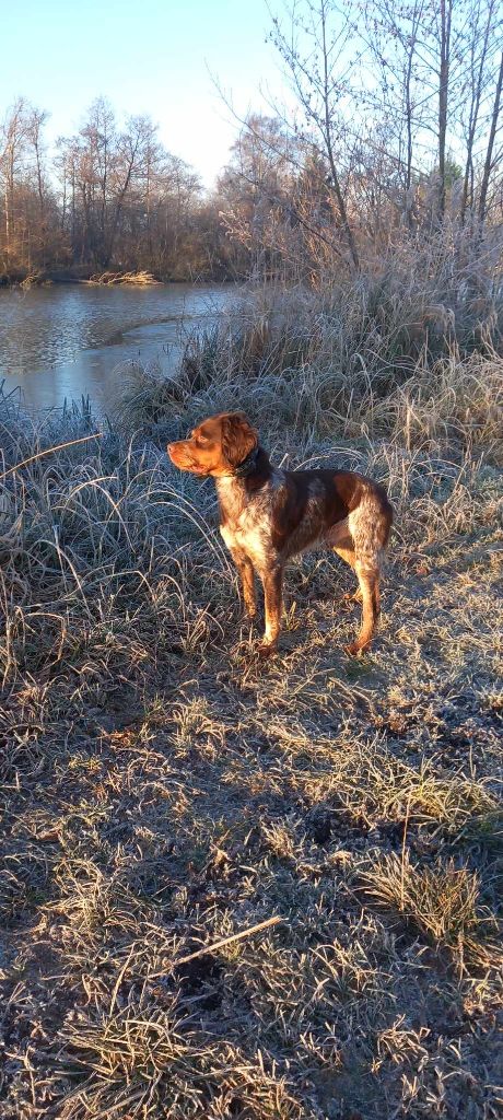 Simba De La Rivière Ouareau