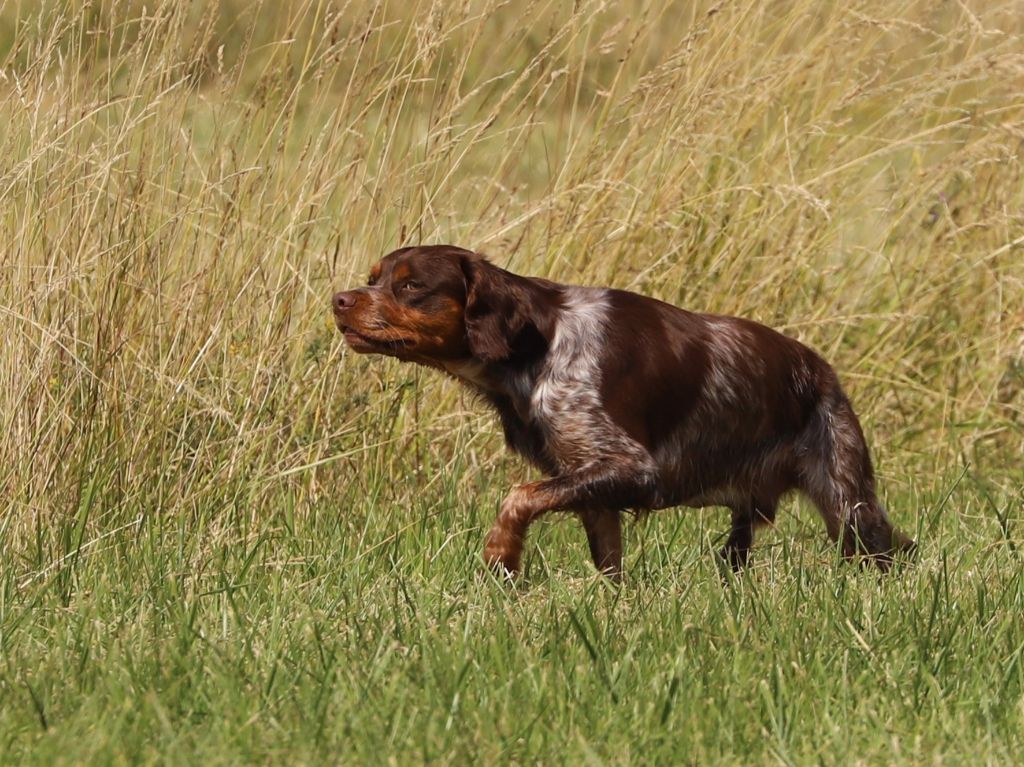 Simba De La Rivière Ouareau