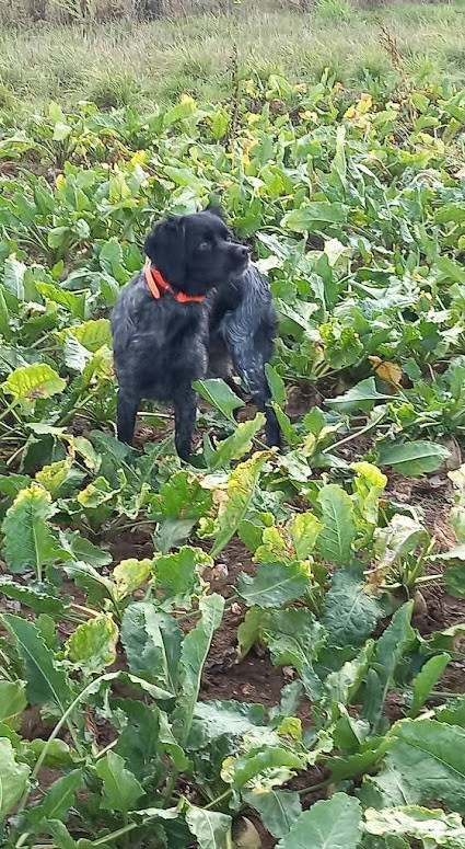 25/10/25 Olye aux Rencontres St Hubert à Harbonnières (80)