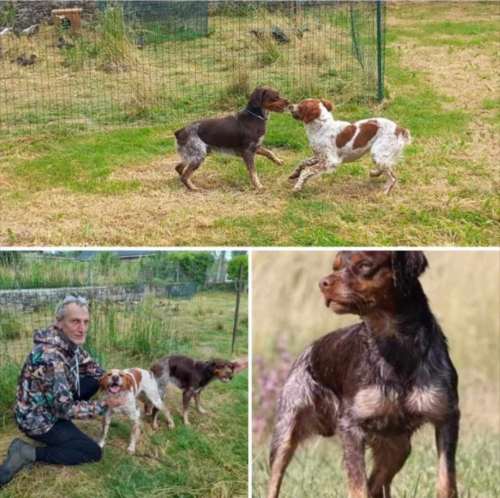 Naissance d'une belle portée de 6 chiots