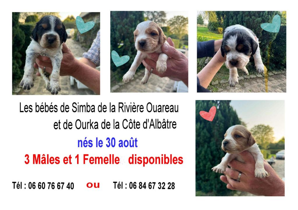 DES CHIOTS DISPONIBLES